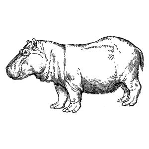 Hippopotamus