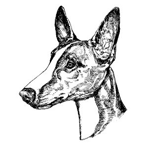 Ibizan Hound1