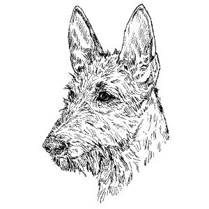 Ibizan Hound2