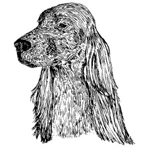 Irish Setter1