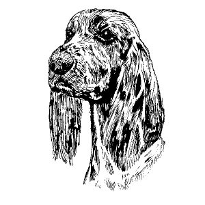 Irish Setter2