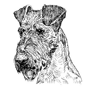 Irish Terrier1