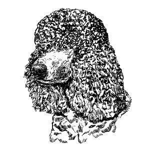 Irish Water Spaniel1