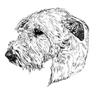 Irish Wolfhound1