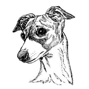 Italian Greyhound1