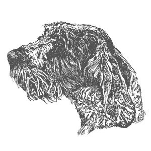 Italian Spinone1
