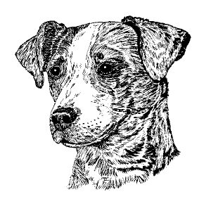 Jack Russell Terrier1