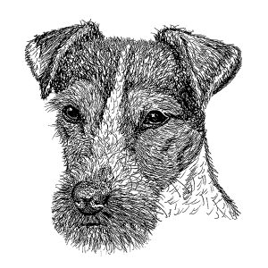Jack Russell Terrier3