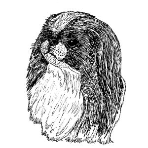 Japanese Chin1