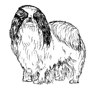 Japanese Chin2