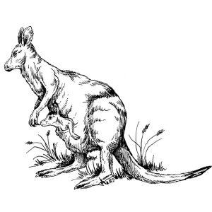 Kangaroo Joey