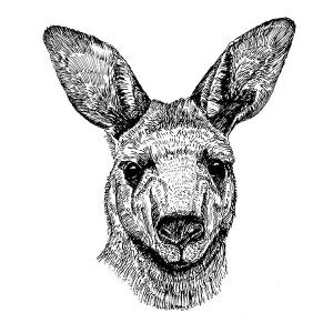 Kangaroo3