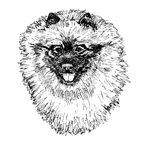 Keeshond1