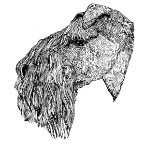 Kerry Blue Terrier1