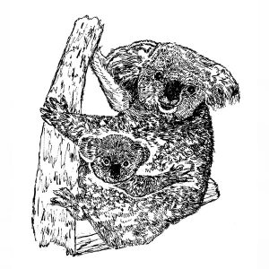 Koala