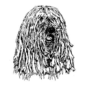 Komondor1