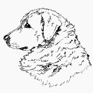 Kuvasz1