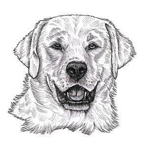 Labrador Retriever1