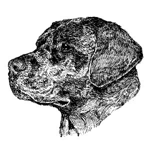 Labrador Retriever2