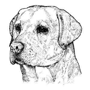 Labrador Retriever3