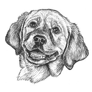 Labrador Retriever4