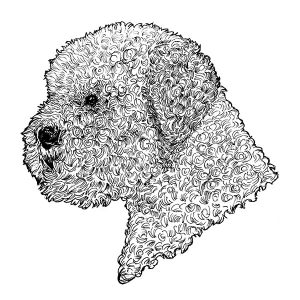 Lagotto Romagnolo1