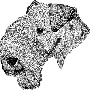 Lakeland Terrier