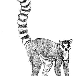 Lemur