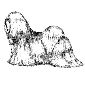 Lhasa Apso1