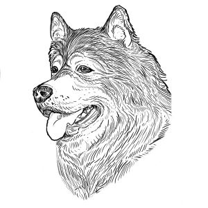 Malamute Alaskan2