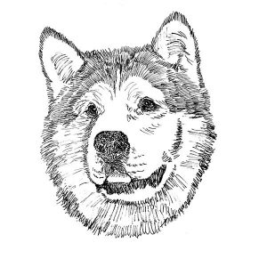 Malamute Alaskan1
