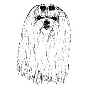 Maltese1