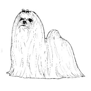 Maltese2