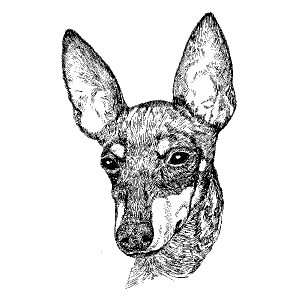 Manchester Terrier2