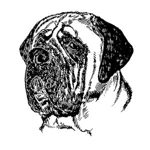 Mastiff1