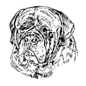 Mastiff2