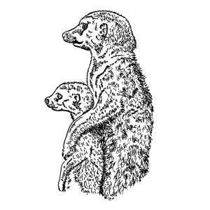 Meerkat