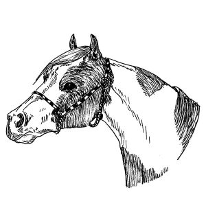 Paint Horse1