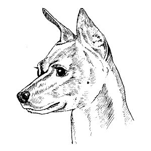 Miniature Pinscher1