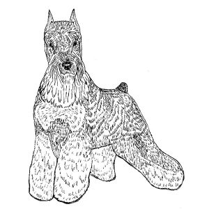Miniature Schnauzer1