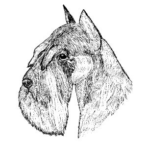 Miniature Schnauzer2