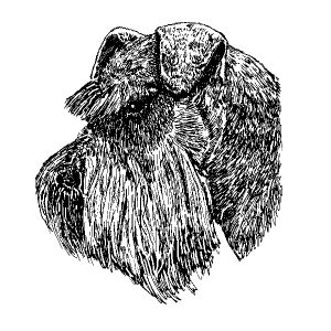 Miniature Schnauzer3