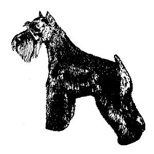 Miniature Schnauzer4