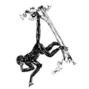 Monkey in Tree