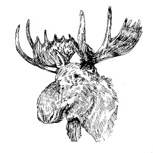 Moose