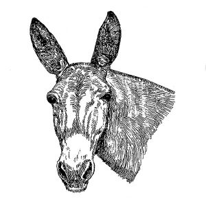 Mule