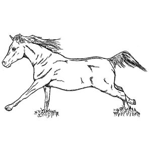 Mustang Horse1