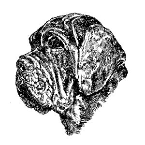 Neopolitan Mastiff1