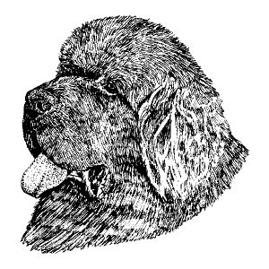 Newfoundland1