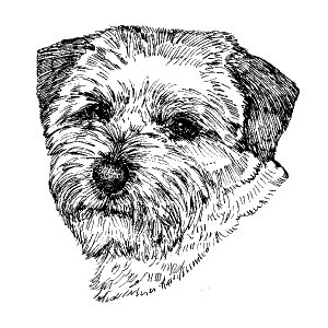Norfolk Terrier1